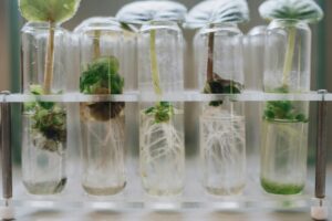 5-test-tubes-with-plant-roots-in