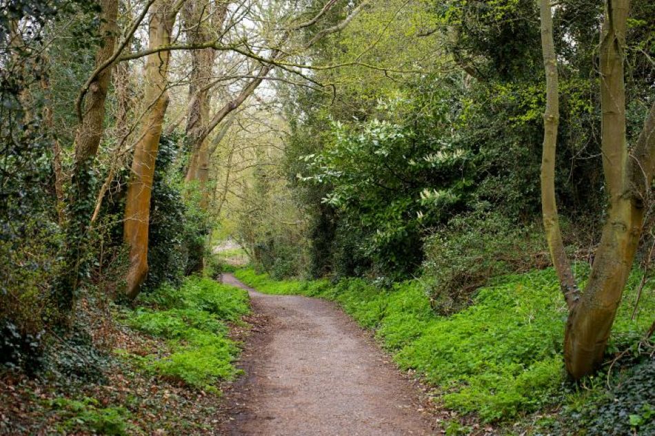 A path through a woodland. Image from Pexels by Mike Birdy.