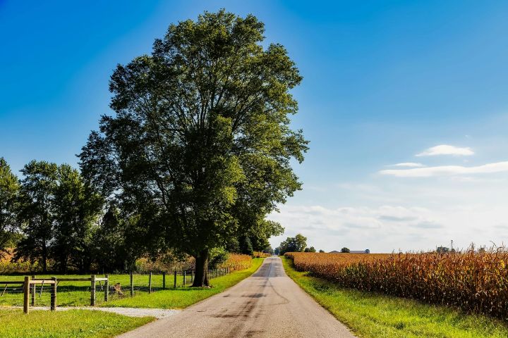 A tree next to a road with blue sky. Image from Pexels.