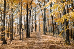 Woodland trees, image from Pexels.